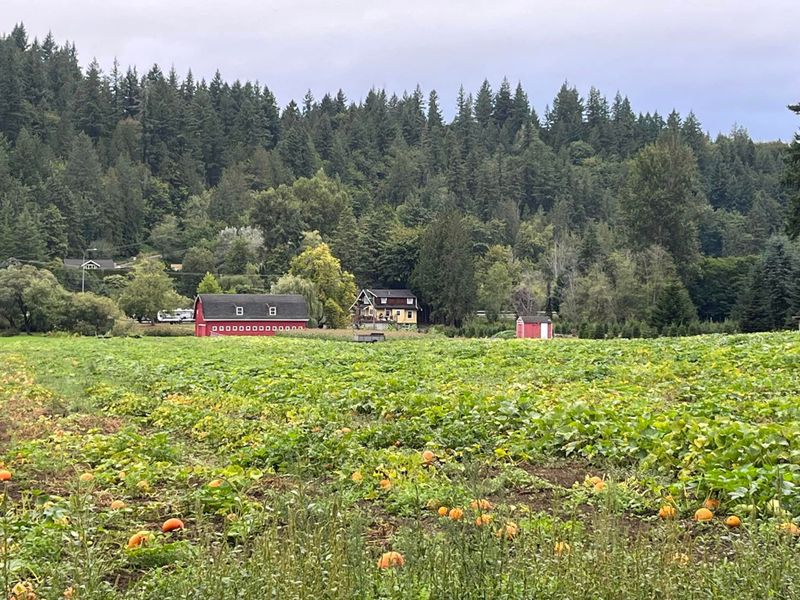 Visitors browse bright orange pumpkins at Serres Farm Pumpkin Patch, a cozy fall destination in Redmond, WA.